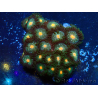 WYSIWYG - Zoanthus Maricoltura Indo Acclimatato sotto LED