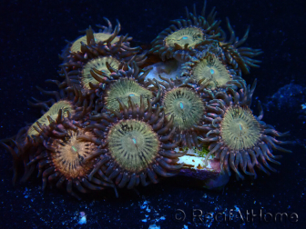 WYSIWYG - Zoanthus Maricultura Indo Aclimatado bajo led