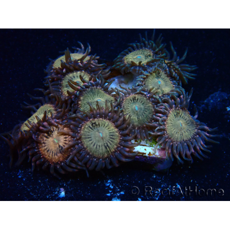 WYSIWYG - Zoanthus 14E1 Mariculture Indo Acclimaté sous led