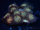 WYSIWYG - Zoanthus Maricultura Indo Aclimatado bajo led