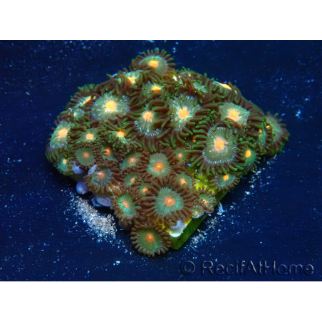 WYSIWYG - Zoanthus 14E2 Mariculture Indo Acclimaté sous led