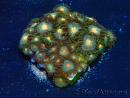 WYSIWYG - Zoanthus Mariculture Indo Acclimated under LED