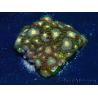 WYSIWYG - Zoanthus Maricoltura Indo Acclimatato sotto led