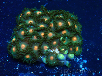 WYSIWYG - Zoanthus 14E3 Mariculture Indo Acclimaté sous led