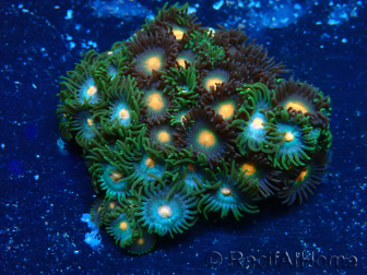 WYSIWYG - Zoanthus Mariculture Indo Acclimaté sous led