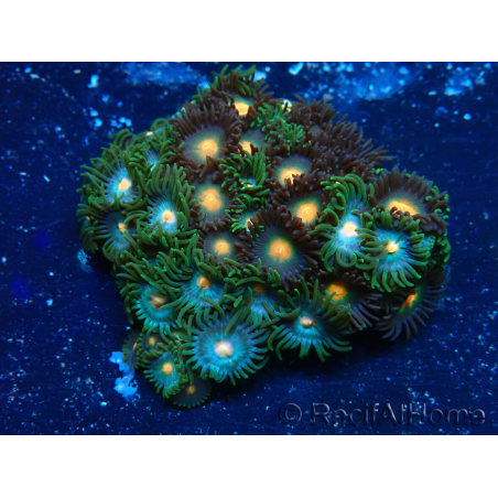 WYSIWYG - Zoanthus 14E4 Mariculture Indo Acclimaté sous led