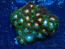 WYSIWYG - Zoanthus Maricoltura Indo Acclimatato sotto LED
