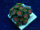 WYSIWYG - Zoanthus Mariculture Indo Acclimaté sous led