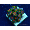 WYSIWYG - Zoanthus Indo Mariculture Acclimated under LED