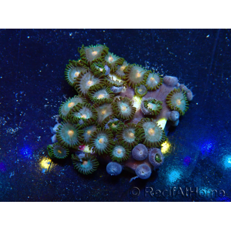 WYSIWYG - Zoanthus 14E6 Mariculture Indo Acclimaté sous led