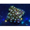 WYSIWYG - Zoanthus 14E6 Mariculture Indo Acclimaté sous led