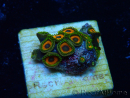 WYSIWYG - Zoanthus Mariculture Indo Acclimated under LED