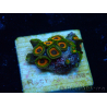 WYSIWYG - Zoanthus 14F1 Mariculture Indo Acclimaté sous led