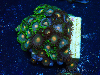 WYSIWYG - Zoanthus 14F3 Mariculture Indo Acclimaté sous led