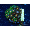 WYSIWYG - Zoanthus Mariculture Indo Acclimaté sous led