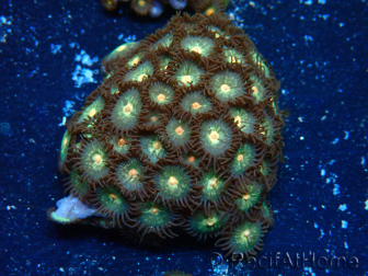 WYSIWYG - Zoanthus Maricultured Indo Acclimated under LED