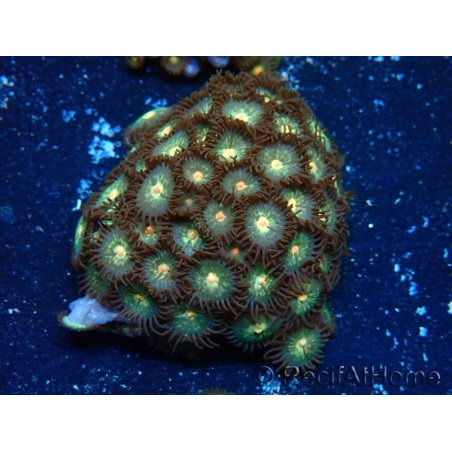 WYSIWYG - Zoanthus 14F4 Mariculture Indo Acclimaté sous led