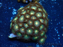 WYSIWYG - Zoanthus Maricultured Indo Acclimated under LED