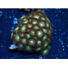 WYSIWYG - Zoanthus 14F4 Mariculture Indo Acclimaté sous led