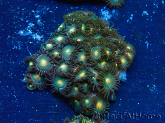 WYSIWYG - Zoanthus Maricultura Indo Aclimatado bajo LED