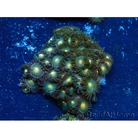 WYSIWYG - Zoanthus Mariculture Indo Acclimaté sous led