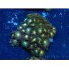 WYSIWYG - Zoanthus Mariculture Indo Acclimated under LED lights