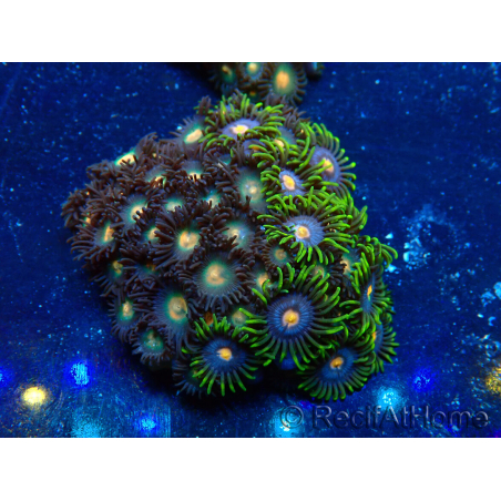 WYSIWYG - Zoanthus 14F6 Mariculture Indo Acclimaté sous led
