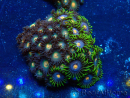 WYSIWYG - Zoanthus 14F6 Mariculture Indo Acclimaté sous led