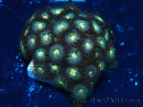 WYSIWYG - Zoanthus Mariculture Indo Acclimaté sous led