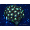 WYSIWYG - Zoanthus 14G1 Mariculture Indo Acclimaté sous led