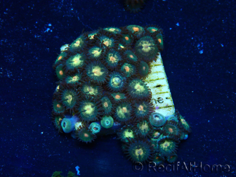 WYSIWYG - Zoanthus Maricoltura Indo Acclimatato sotto LED