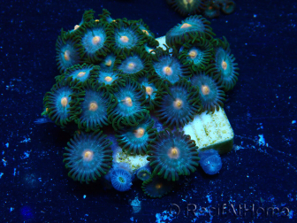 WYSIWYG - Zoanthus Mariculture Indo Acclimaté sous led