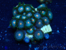 WYSIWYG - Zoanthus Maricoltura Indo Acclimatato sotto led