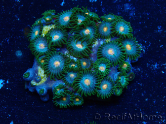 WYSIWYG - Zoanthus 14G4 Mariculture Indo Acclimaté sous led