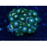 WYSIWYG - Zoanthus Maricoltura Indopacifico Acclimatato sotto LED