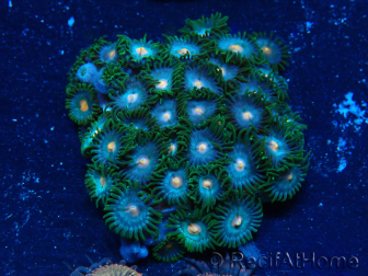 WYSIWYG - Zoanthus Maricultura Indo Aclimatado bajo LED