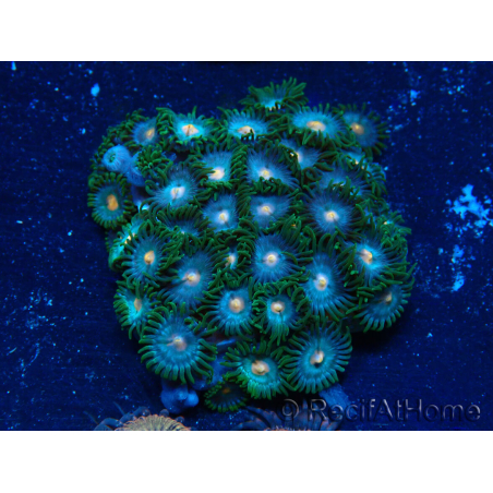 WYSIWYG - Zoanthus Maricultura Indo Aclimatado bajo LED