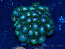 WYSIWYG - Zoanthus Maricultura Indo Aclimatado bajo LED