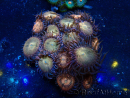 WYSIWYG - Zoanthus Mariculture Indo Acclimaté sous led