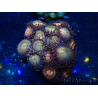 WYSIWYG - Zoanthus Maricoltura Indo Acclimatato sotto LED