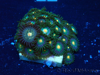 WYSIWYG - Zoanthus 14H1 Mariculture Indo Acclimaté sous led
