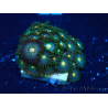 WYSIWYG - Zoanthus Indo Mariculture Acclimated under LED
