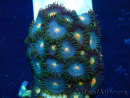 WYSIWYG - Zoanthus Maricultura Indo Aclimatado bajo led