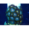WYSIWYG - Zoanthus Mariculture Indo Acclimaté sous led