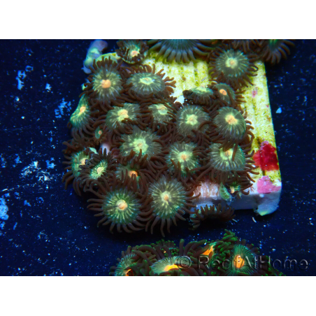 WYSIWYG - Zoanthus Mariculture Indo Acclimaté sous led