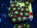 WYSIWYG - Zoanthus Maricoltura Indo Acclimatato sotto led