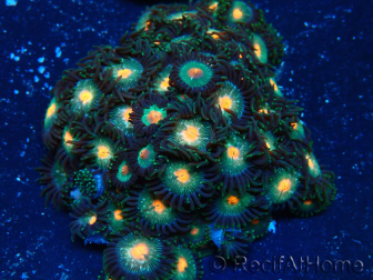 WYSIWYG - Zoanthus Maricultura Indo Aclimatado bajo LED