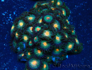 WYSIWYG - Zoanthus Maricoltura Indo Acclimatato sotto led