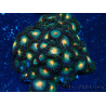 WYSIWYG - Zoanthus Indo Mariculture Acclimated under LED