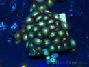 WYSIWYG - Zoanthus Mariculture Indo Acclimaté sous led